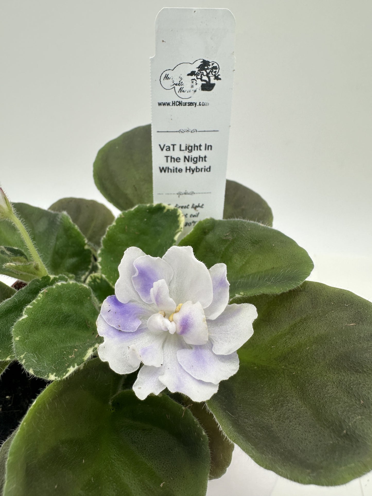 VaT Light in the Night - White Hybrid - Live African Violet 4"