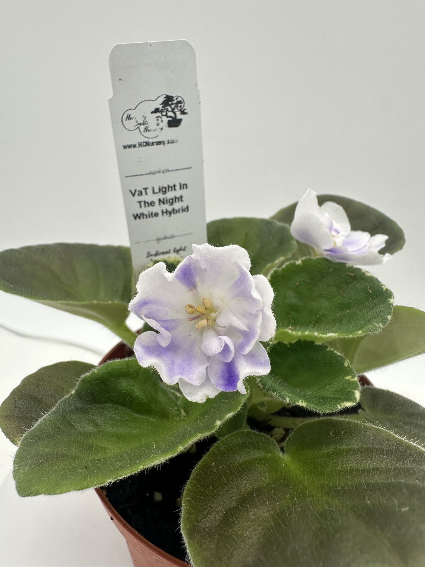 VaT Light in the Night - White Hybrid - Live African Violet 4"