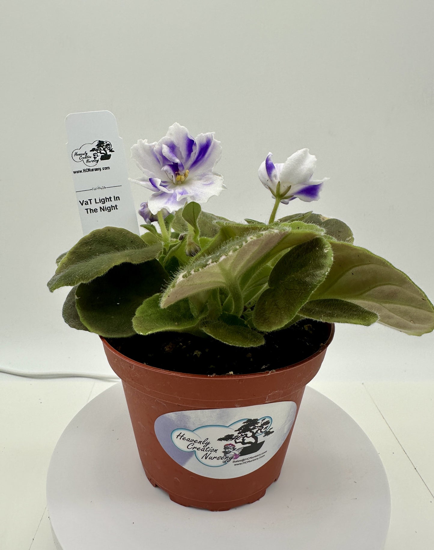 VaT Light in the Night - Live African Violet 4"
