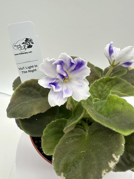 VaT Light in the Night - Live African Violet 4"