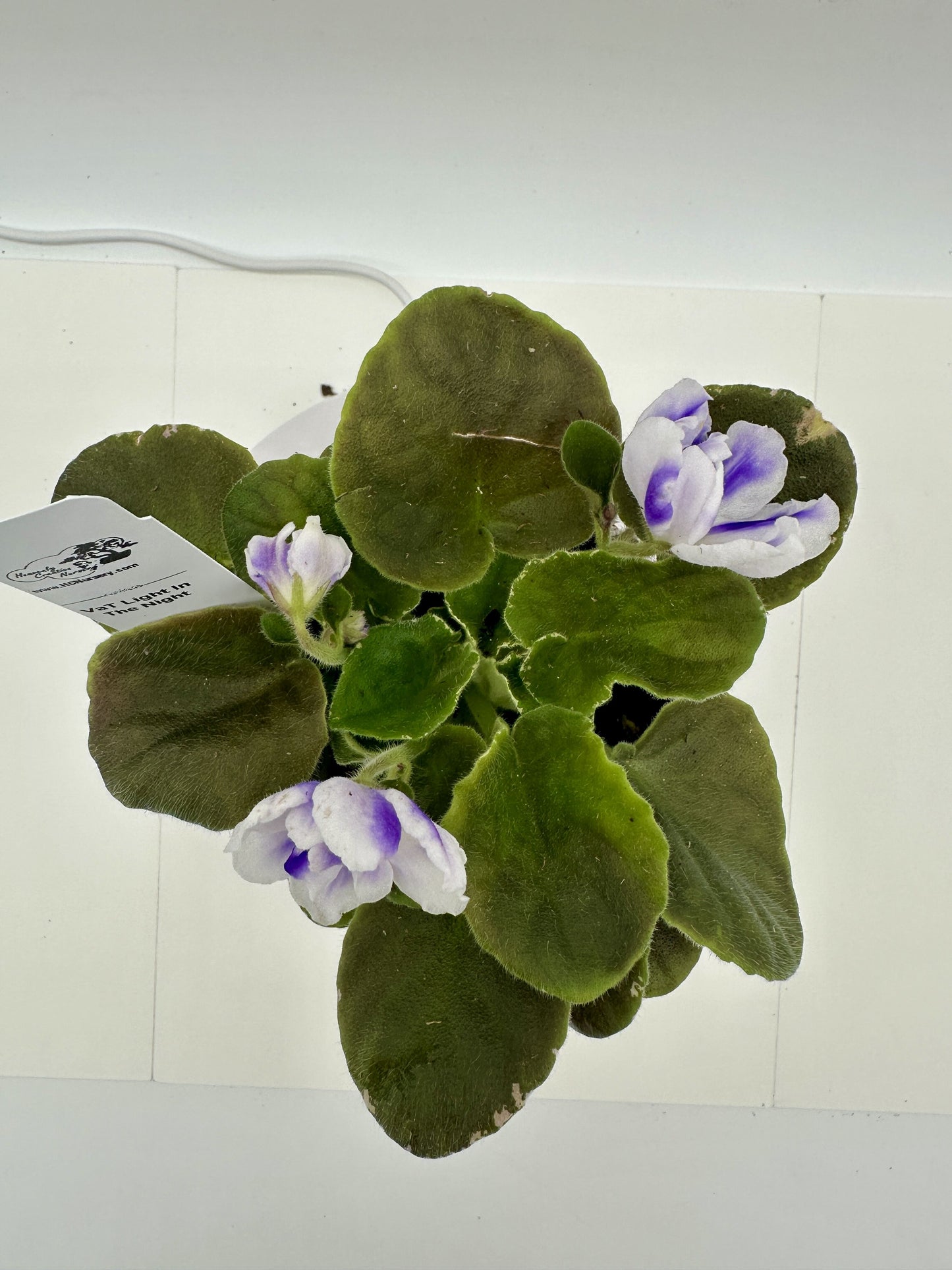 VaT Light in the Night - Live African Violet 4"