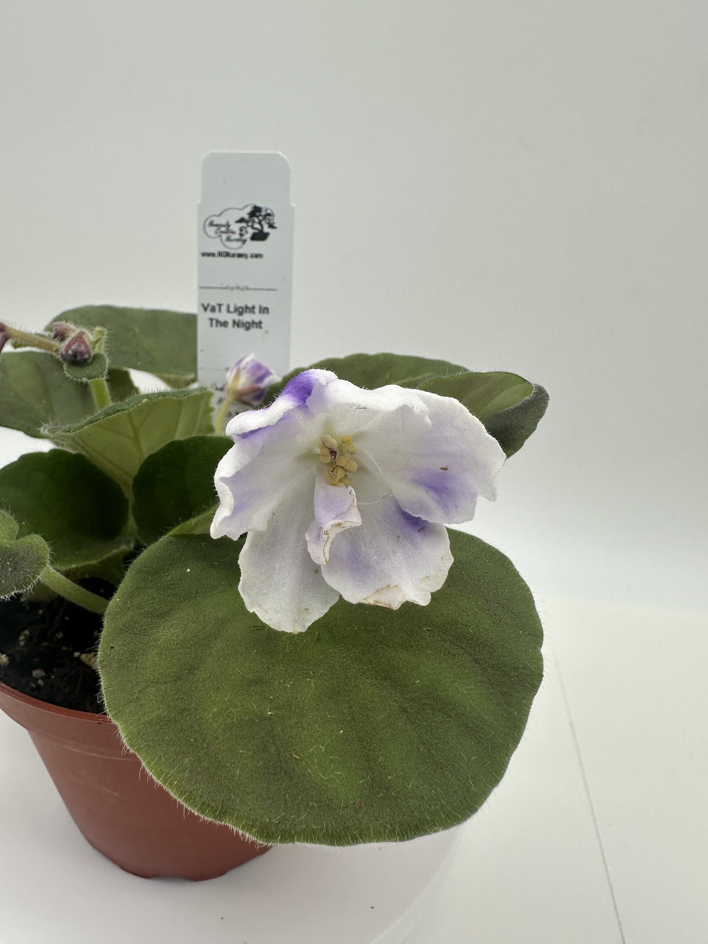 VaT Light in the Night - Live African Violet 4"