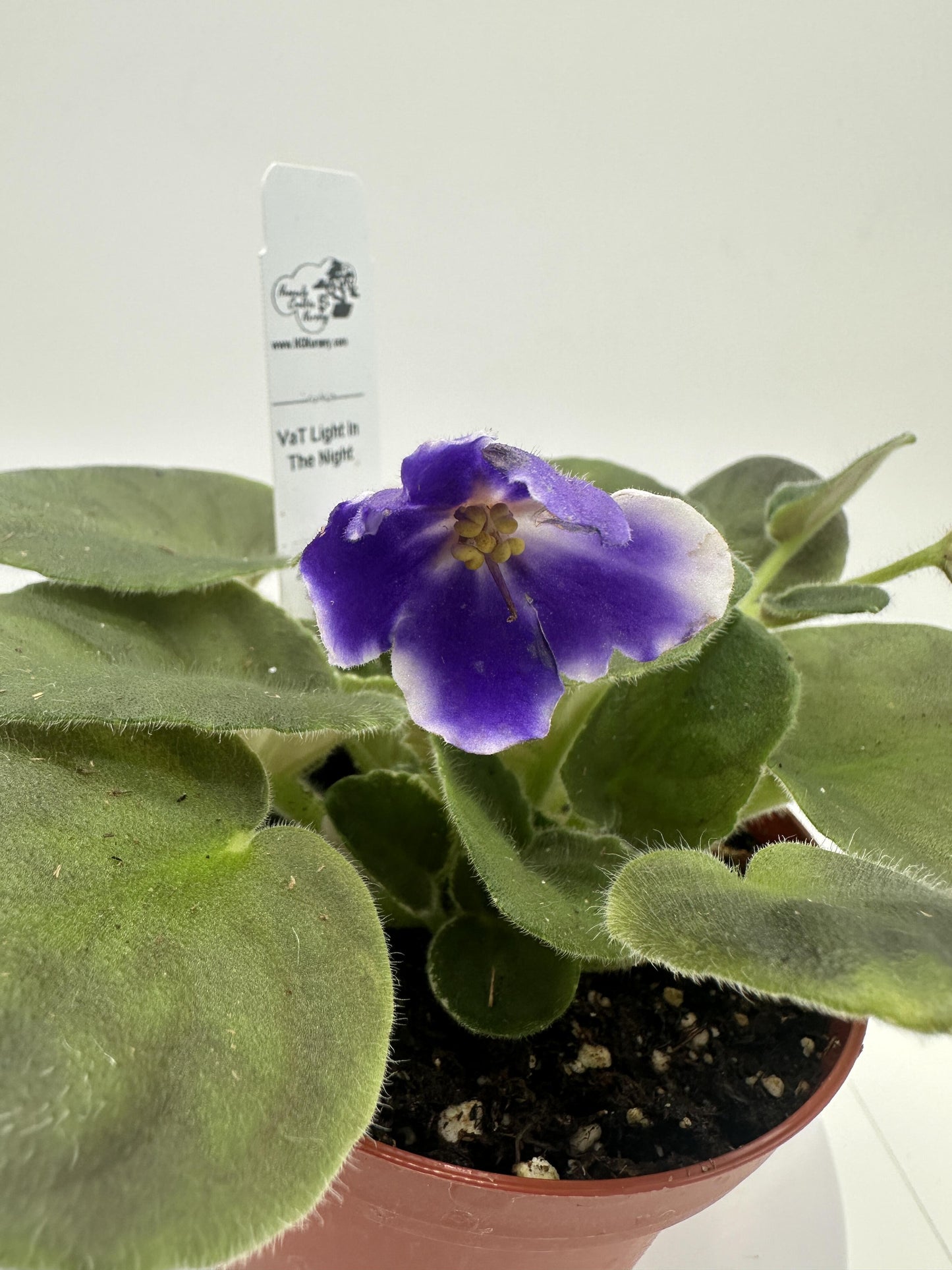 VaT Light in the Night - Live African Violet 4"