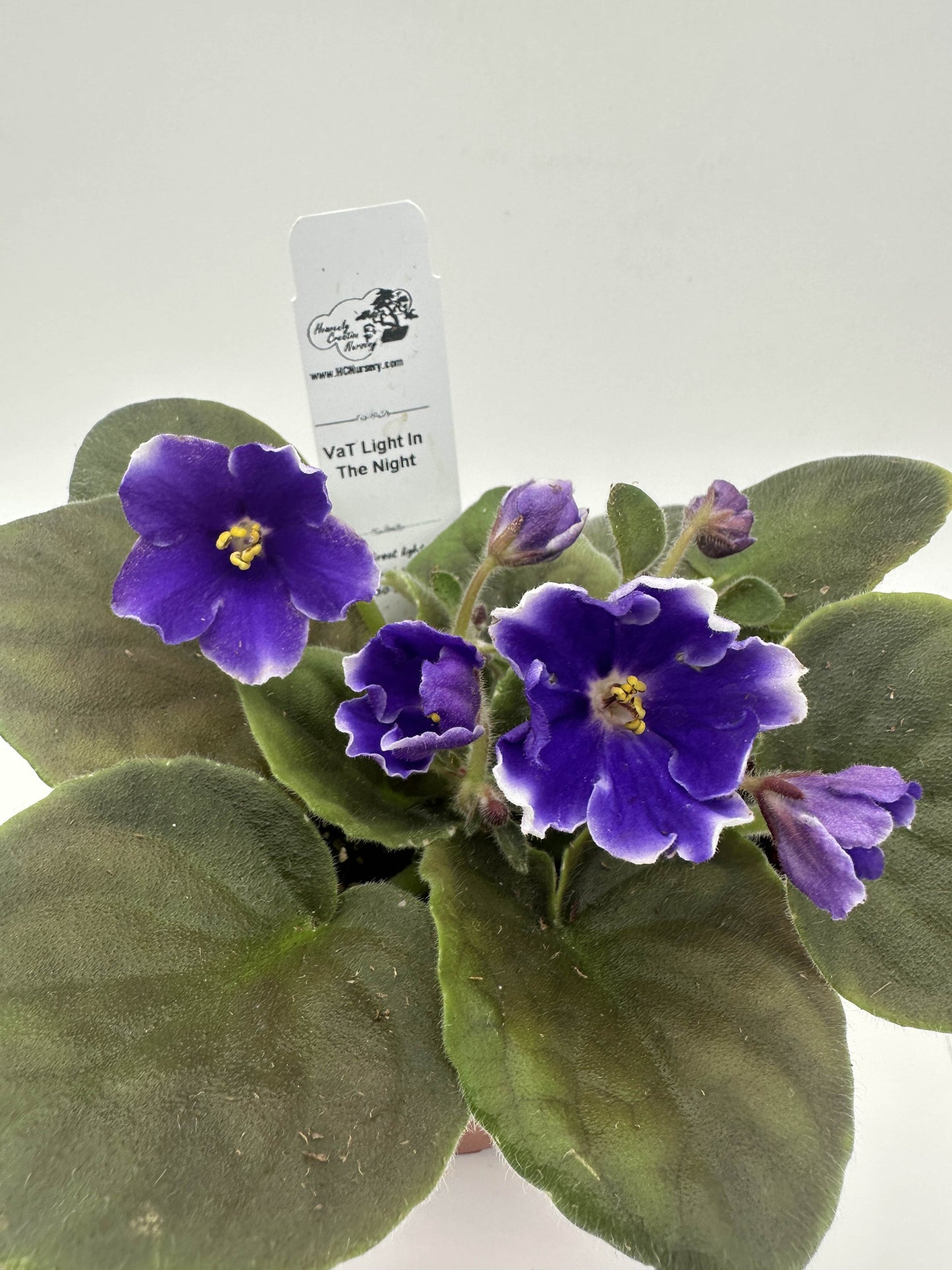 VaT Light in the Night - Live African Violet 4"