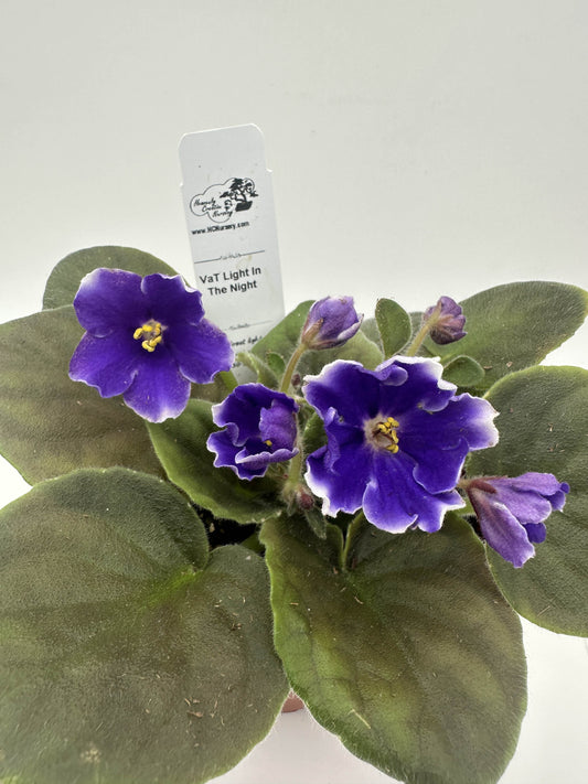 VaT Light in the Night - Live African Violet 4"