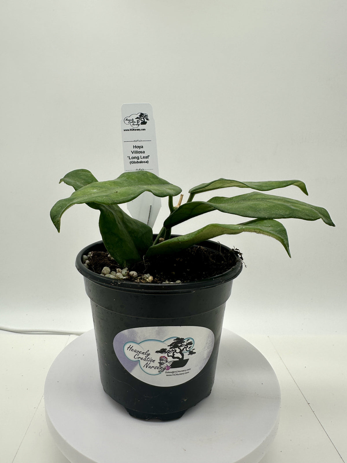 Hoya Villosa Long Leaf (globulosa) climbing wax plant