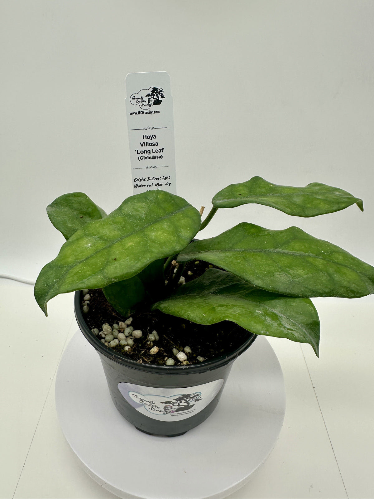 Hoya globulosa, sold as Villosa Long Leaf, elongated green foliage