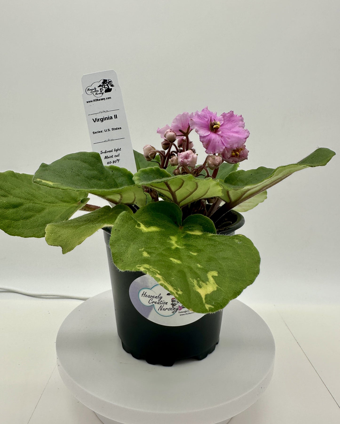 Virginia II - Live African Violet 4" - Series: U.S. States