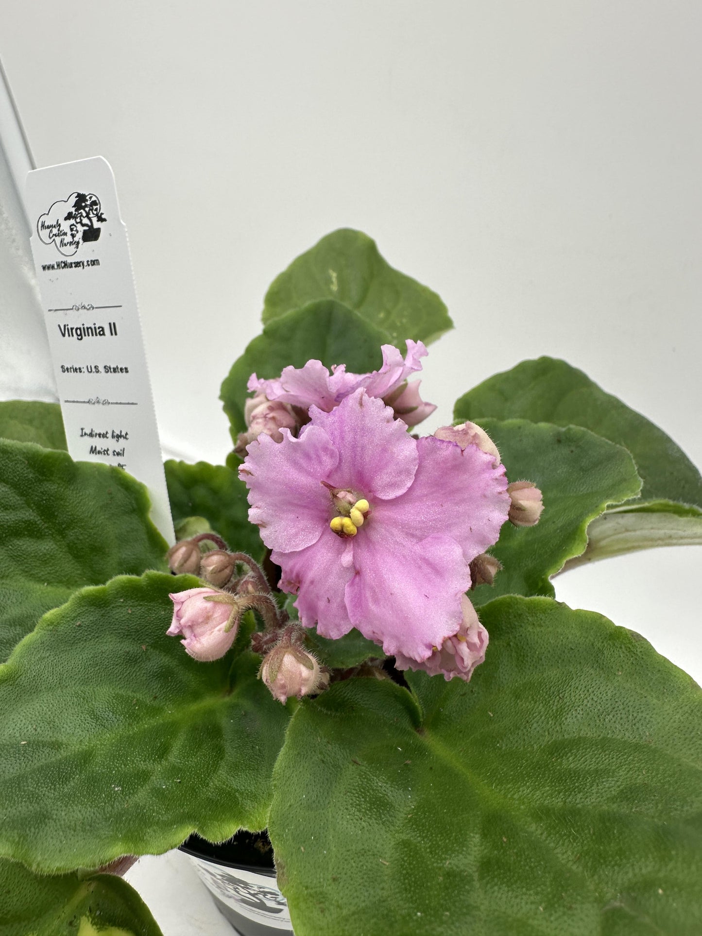 Virginia II - Live African Violet 4" - Series: U.S. States