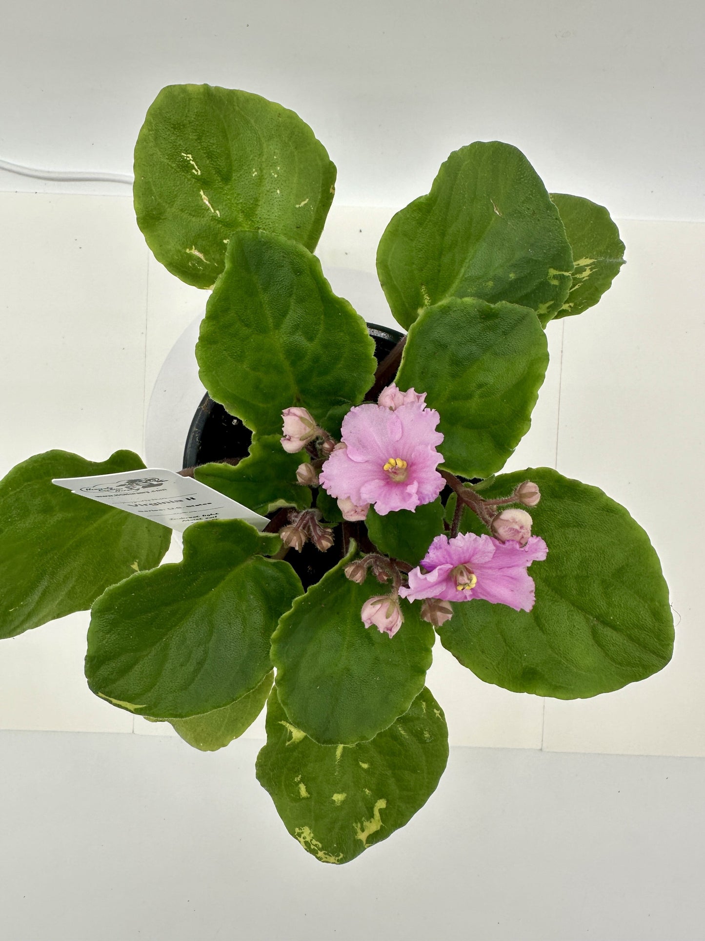 Virginia II - Live African Violet 4" - Series: U.S. States