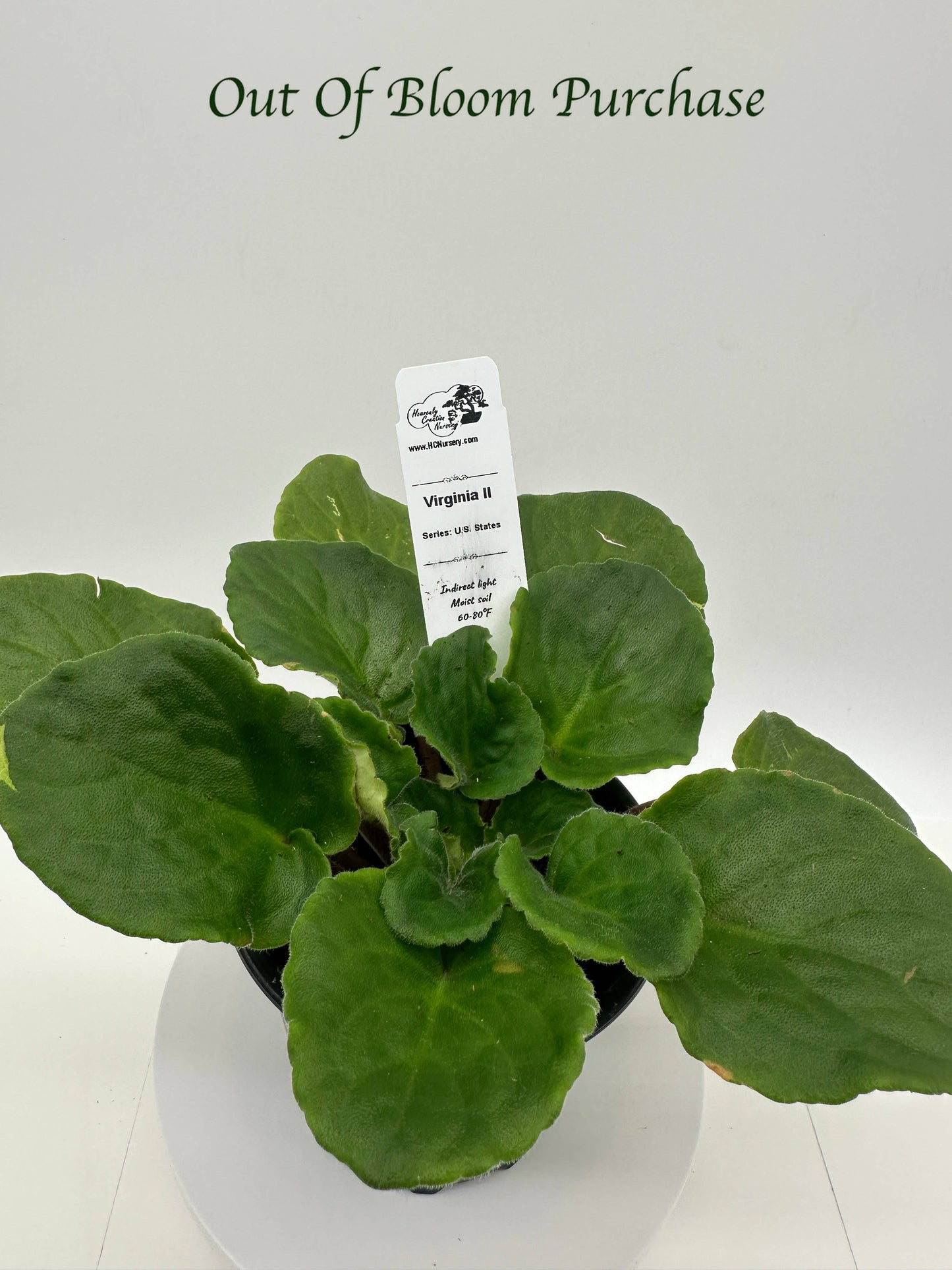 Virginia II - Live African Violet 4" - Series: U.S. States