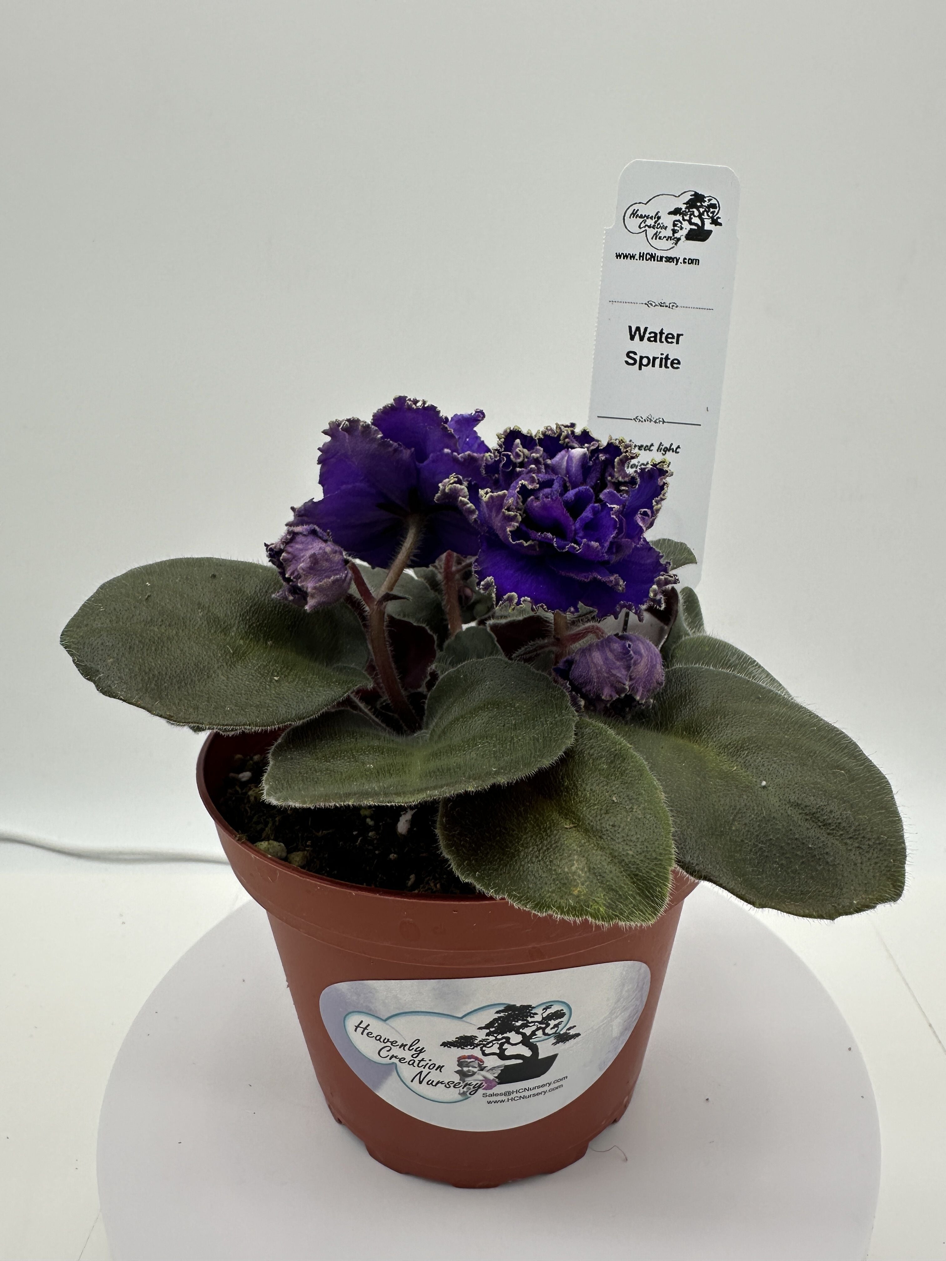 Water Sprite - Purple Hybrid - Live African Violet 4