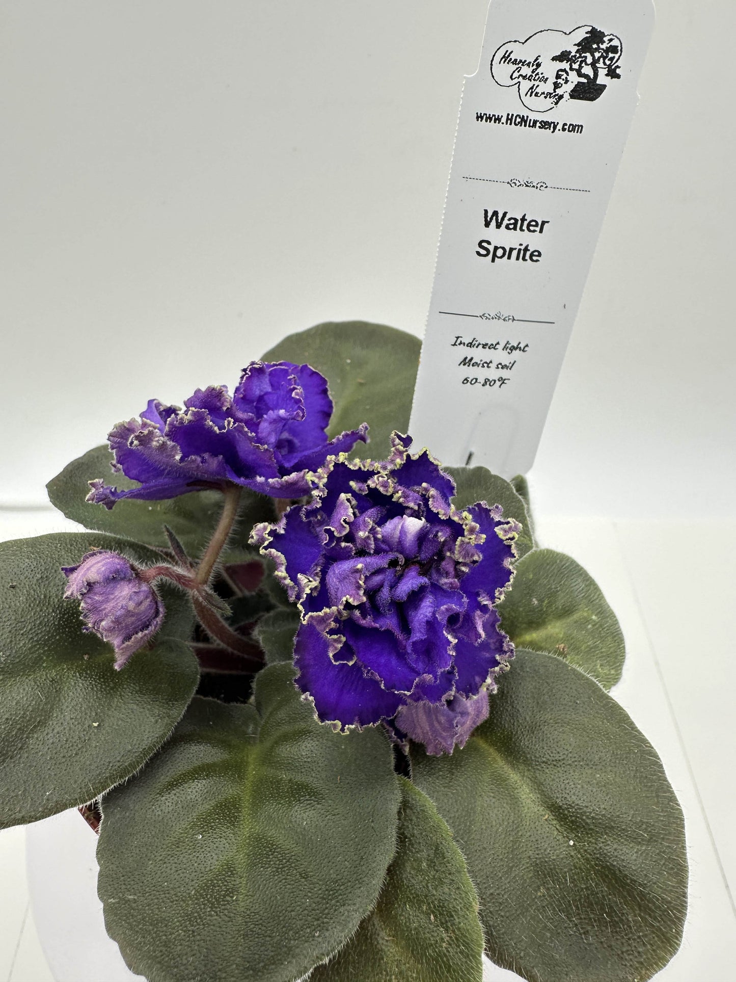 Water Sprite - Purple Hybrid - Live African Violet 4"