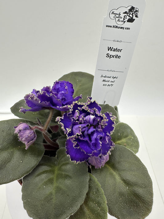 Water Sprite - Purple Hybrid - Live African Violet 4"