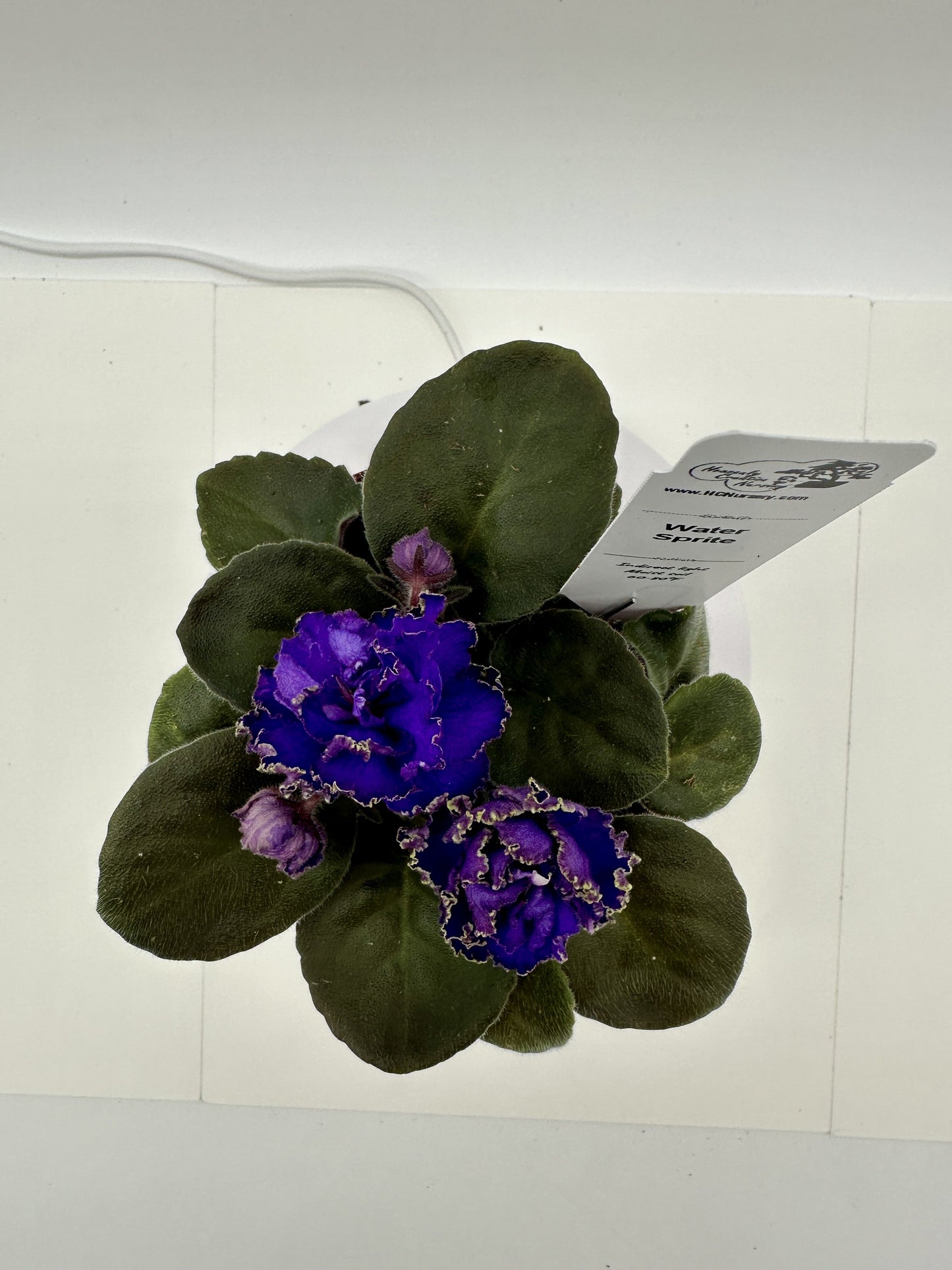 Water Sprite - Purple Hybrid - Live African Violet 4"