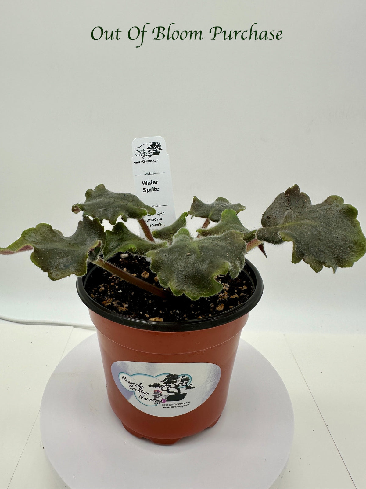 Water Sprite - Live African Violet 4" - NO GROW LIGHTS