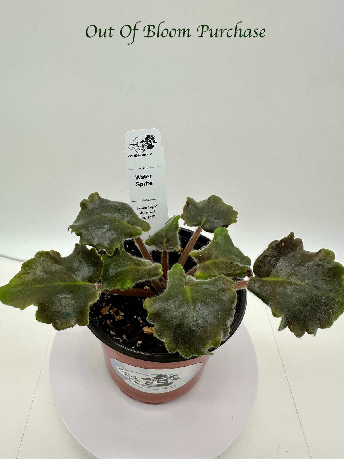 Water Sprite - Live African Violet 4" - NO GROW LIGHTS