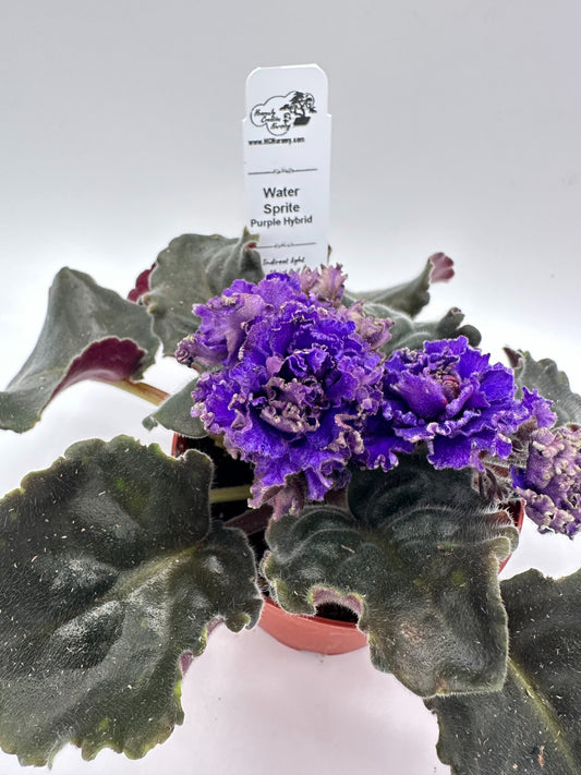 Water Sprite - Purple Hybrid - Live African Violet 4"