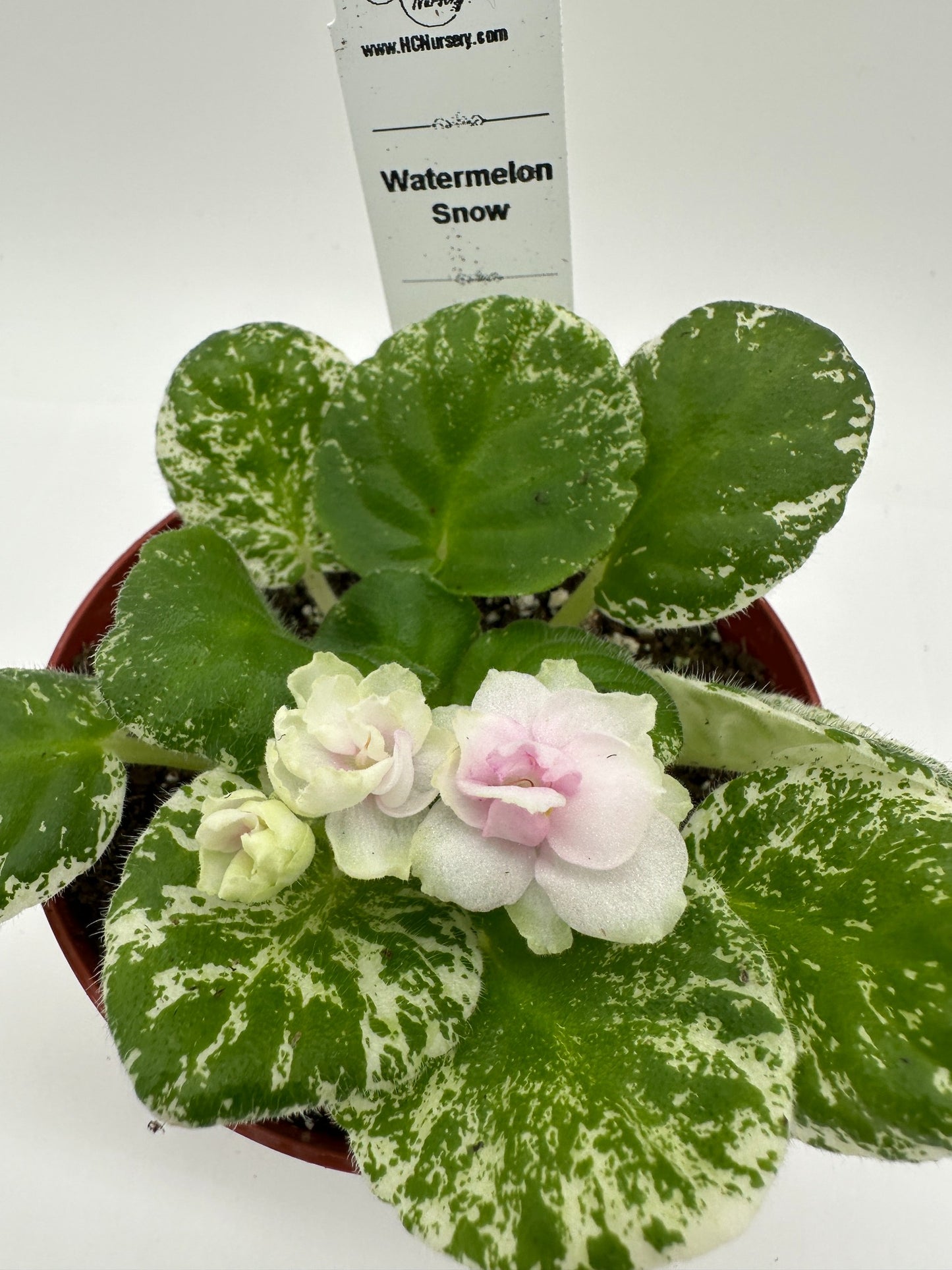 Watermelon Snow - Live African Violet 4"