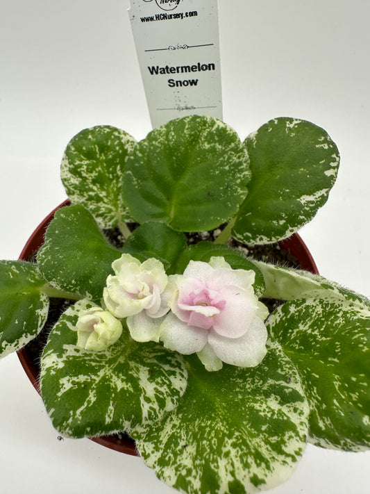 Watermelon Snow - Live African Violet 4"