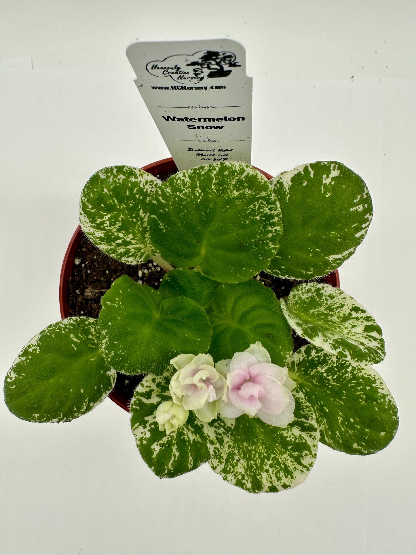 Watermelon Snow - Live African Violet 4"