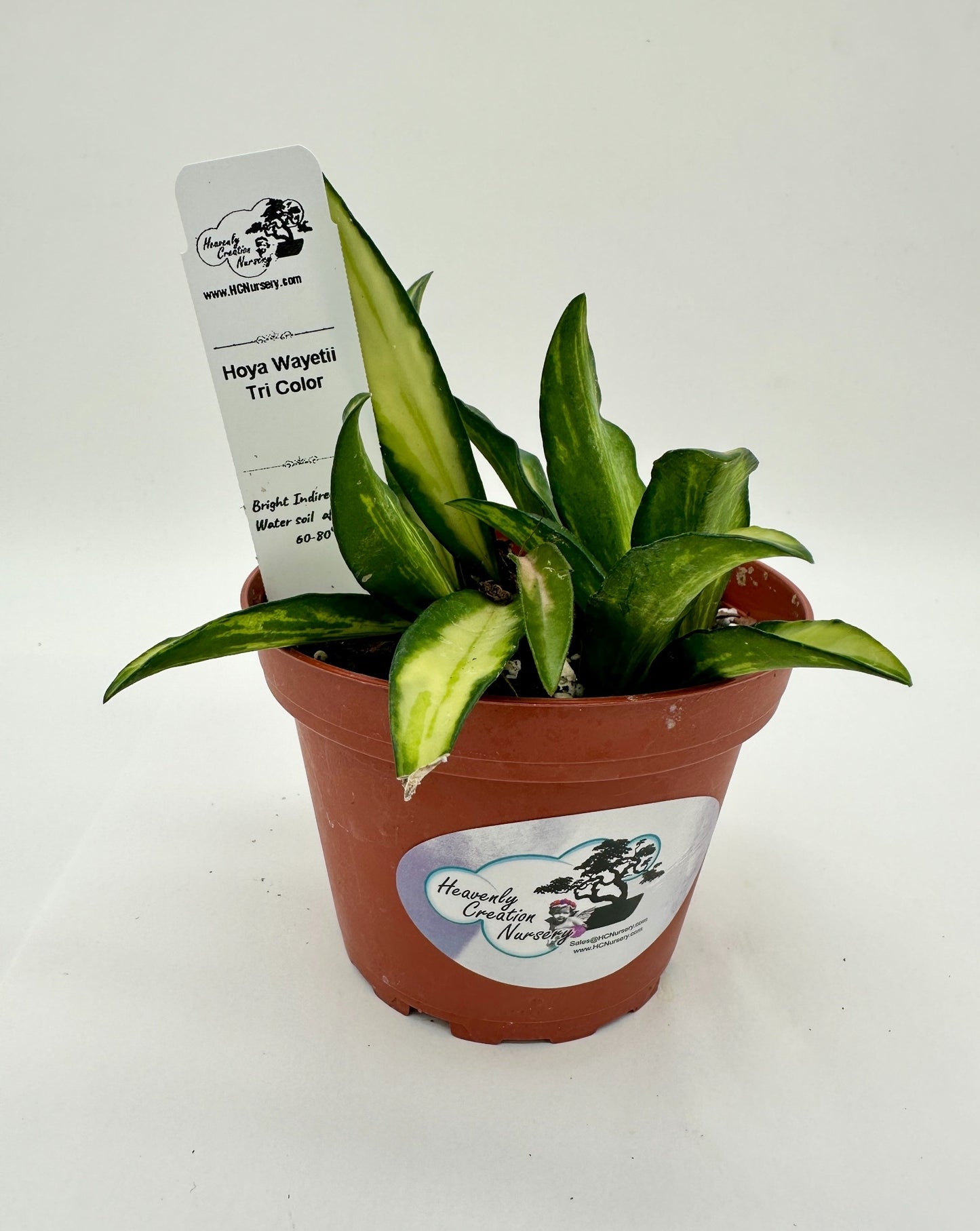 Wayetii Tri Color - Live Hoya 4"