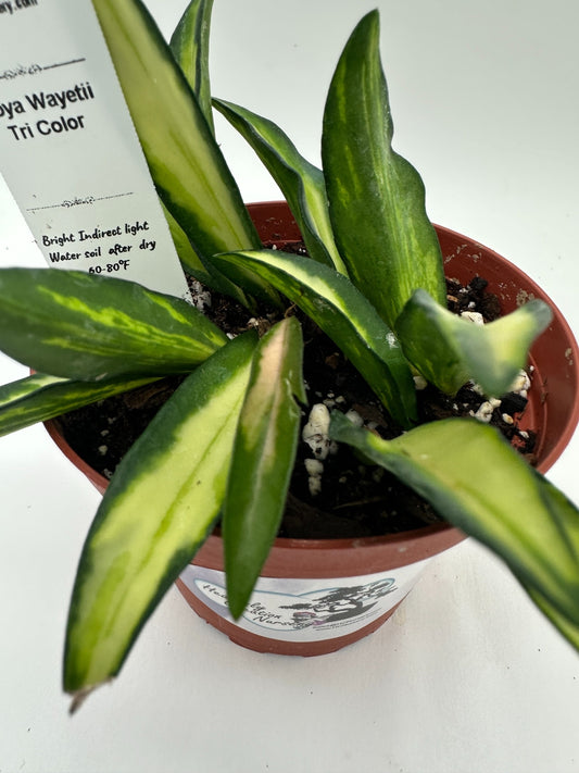 Wayetii Tri Color - Live Hoya 4"