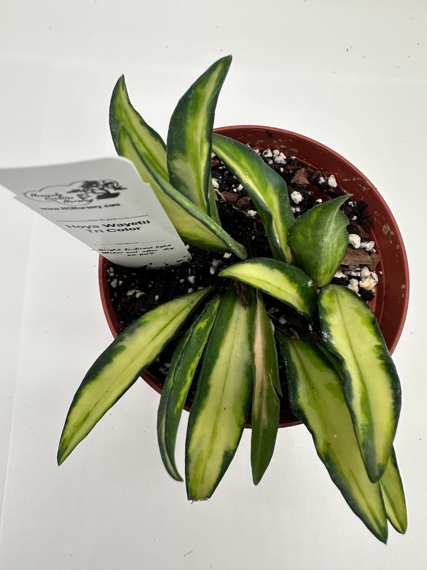 Wayetii Tri Color - Live Hoya 4"