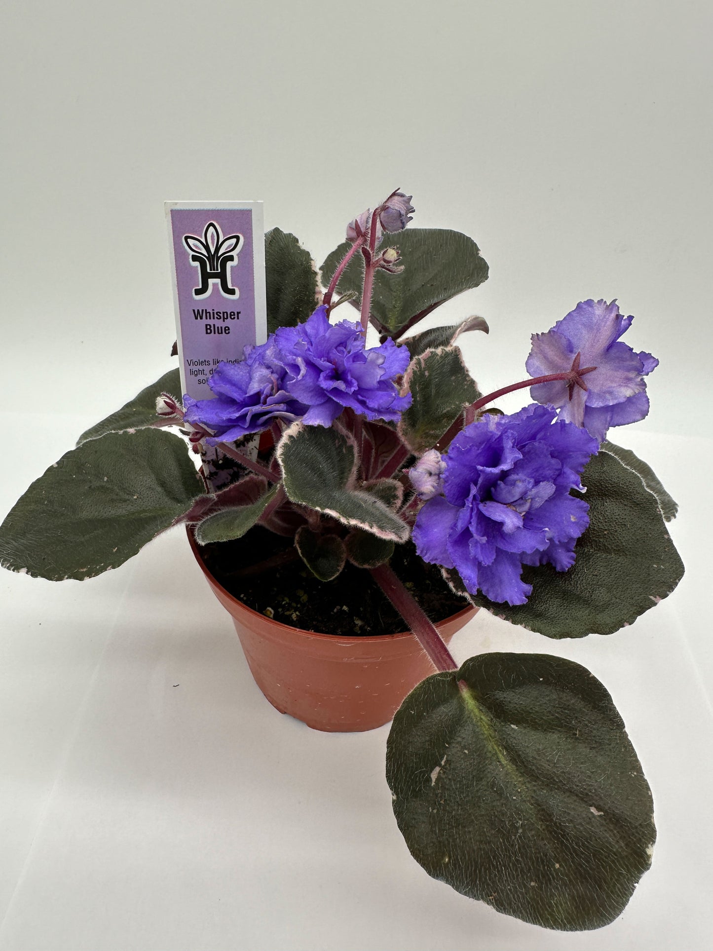 Whisper Blue - Live African Violet 4"