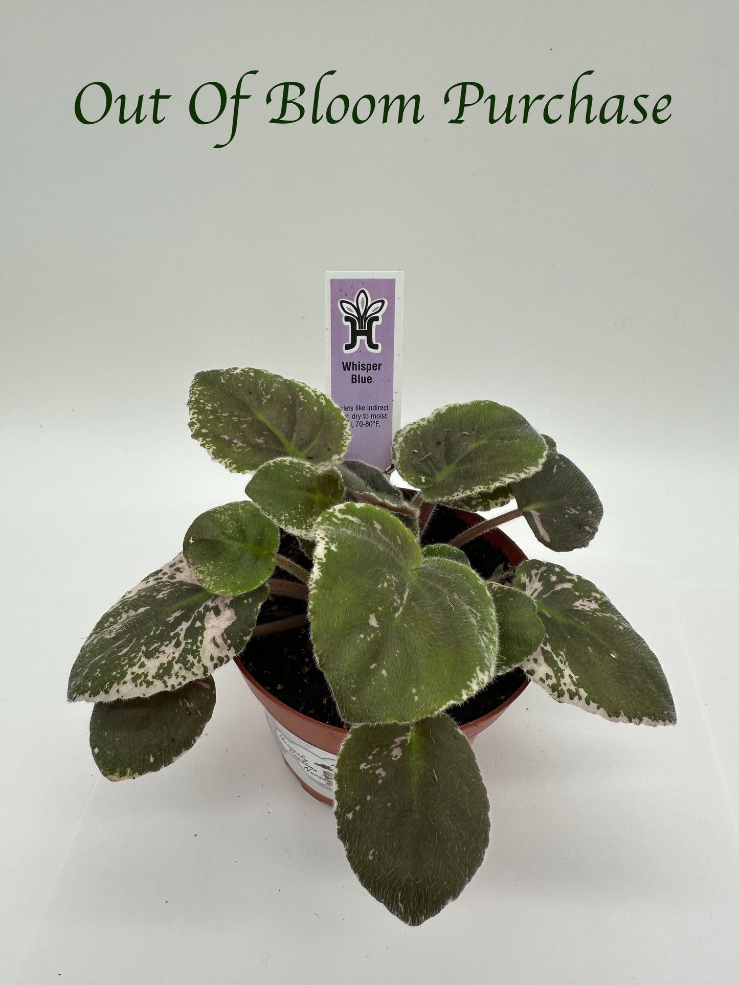 Whisper Blue - Live African Violet 4"