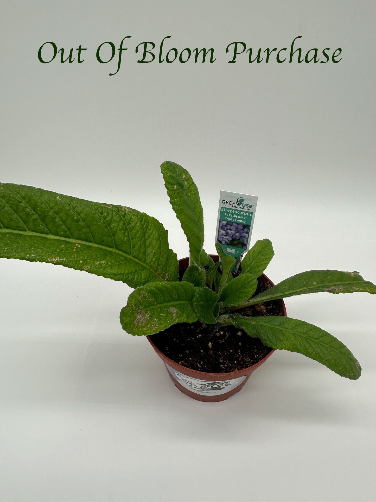 White Center Streptocarpus Ladyslipper (Cape Primrose) Live Plant in 4" nursery pot