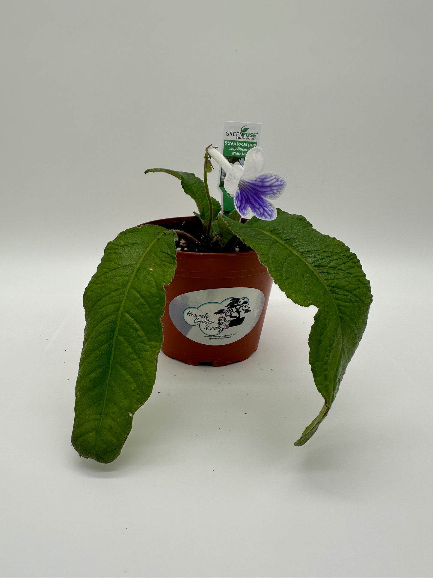 White Ice Streptocarpus Ladyslipper (Cape Primrose) Live Plant in 4" nursery pot