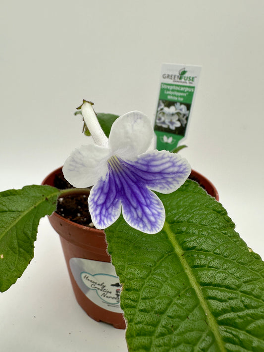 White Ice Streptocarpus Ladyslipper (Cape Primrose) Live Plant in 4" nursery pot