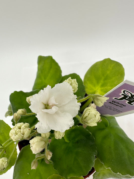 White Magic - Live African Violet 4"