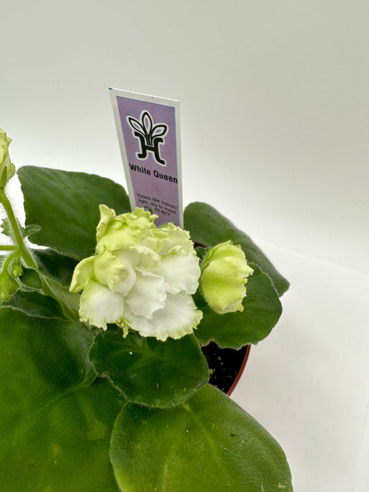 White Queen - Live African Violet 4"