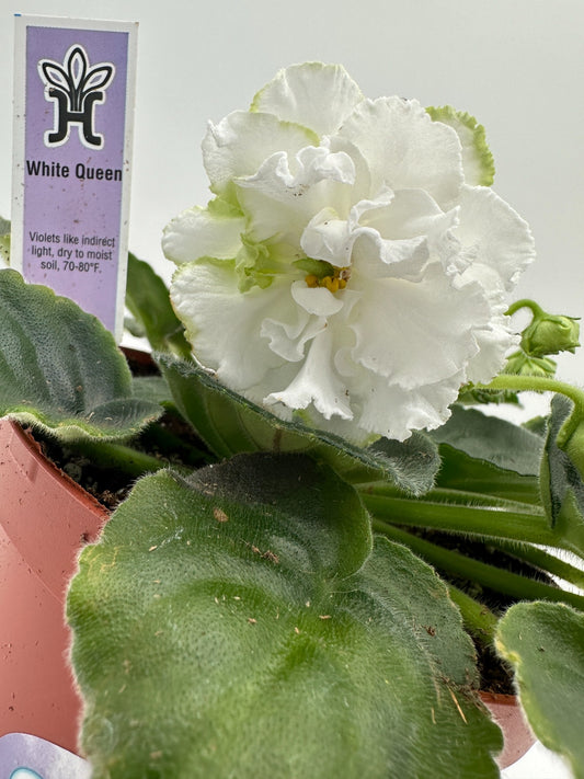 White Queen - Live African Violet 4"