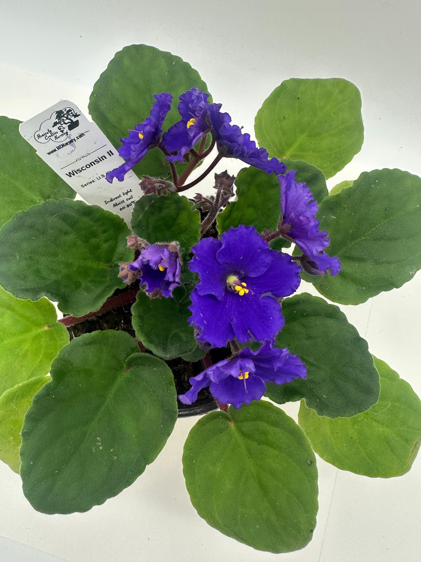 Wisconsin II - Live African Violet 4" - Series: U.S. States