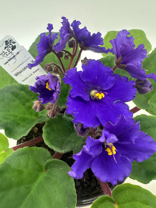Wisconsin II - Live African Violet 4" - Series: U.S. States