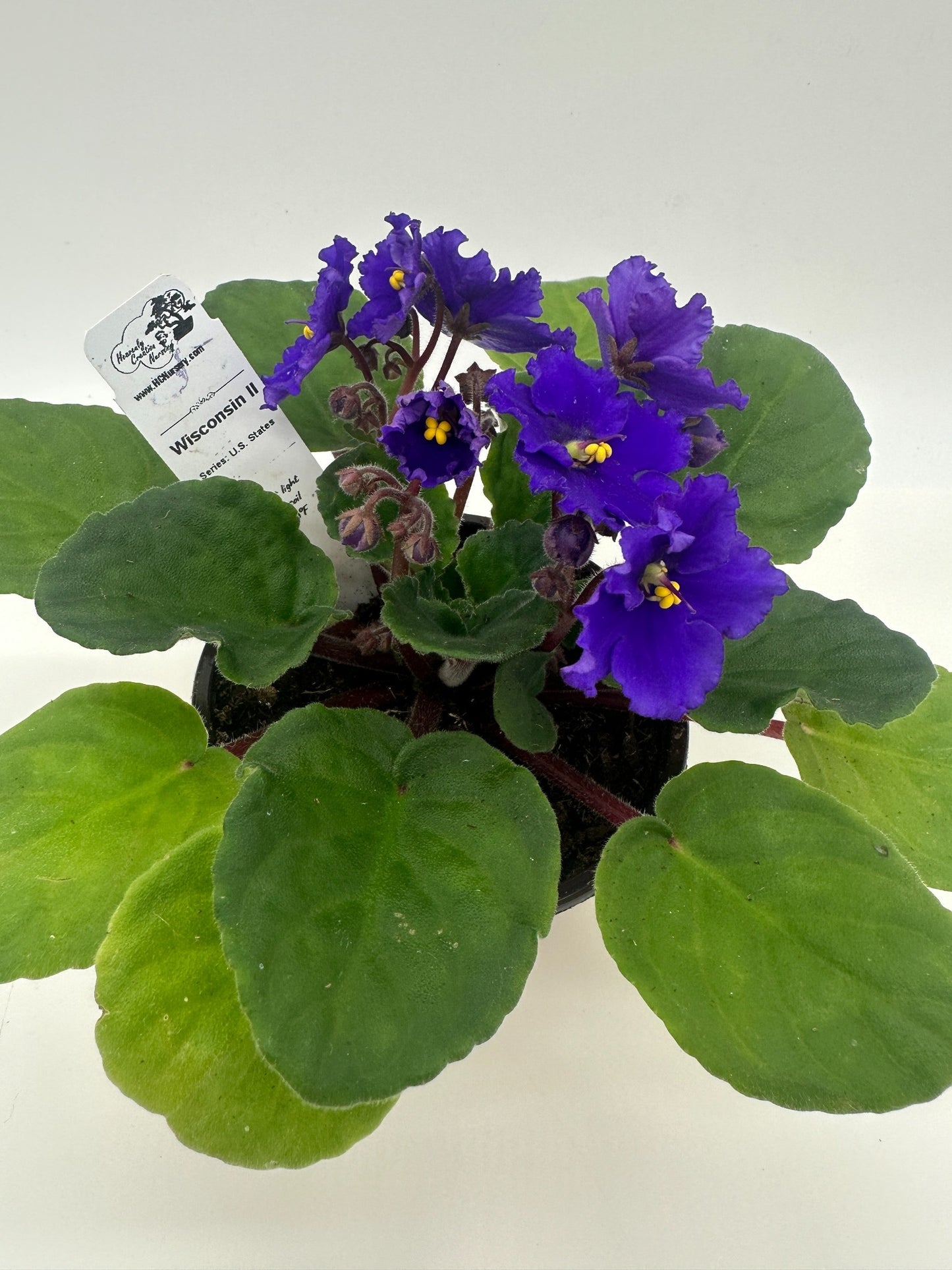 Wisconsin II - Live African Violet 4" - Series: U.S. States