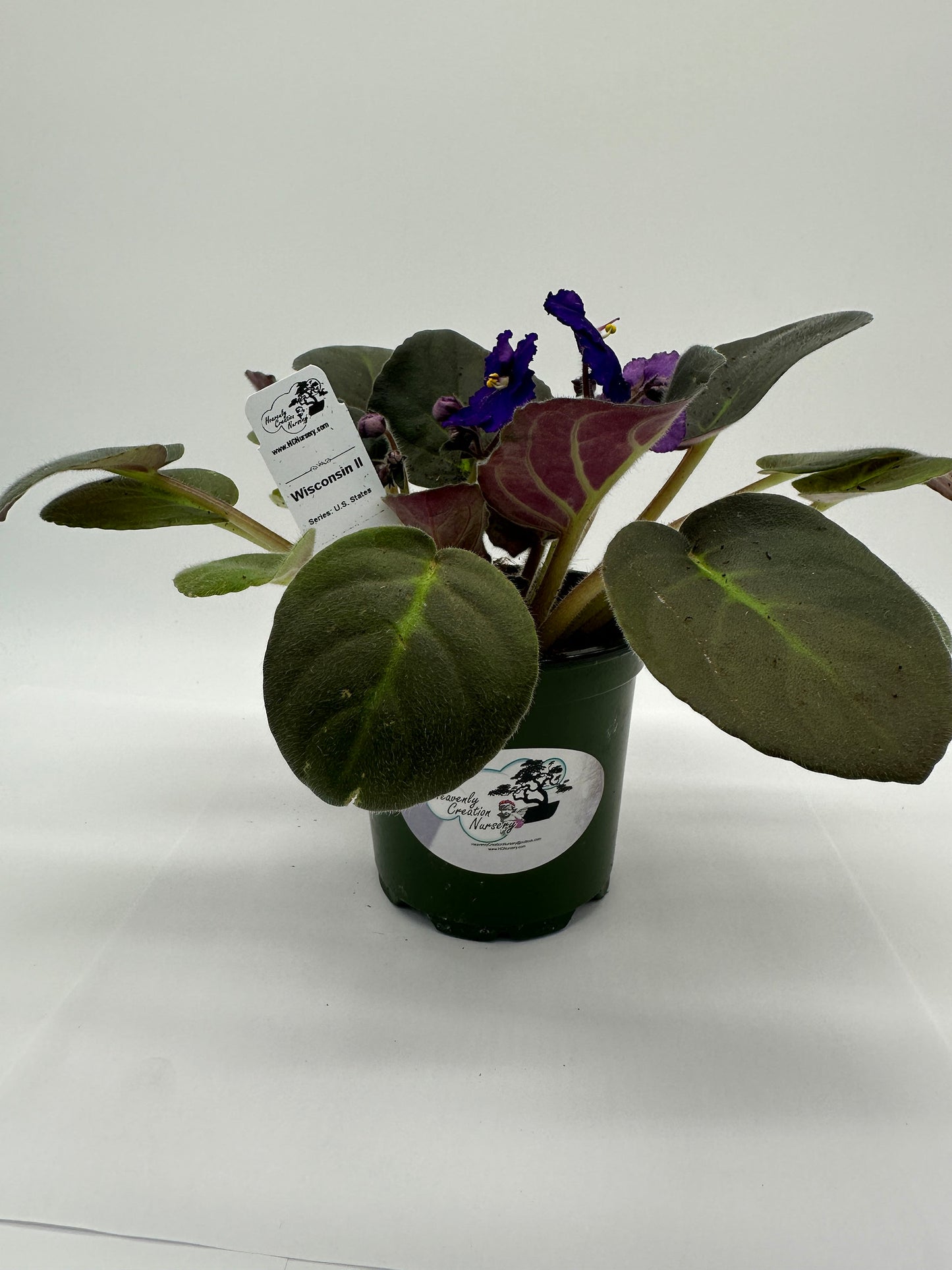 Wisconsin II - Live African Violet 4" - Series: U.S. States