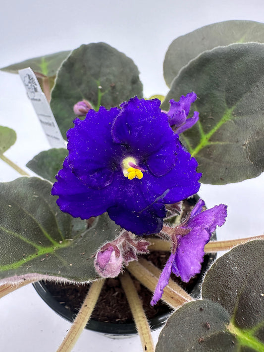 Wisconsin II - Live African Violet 4" - Series: U.S. States