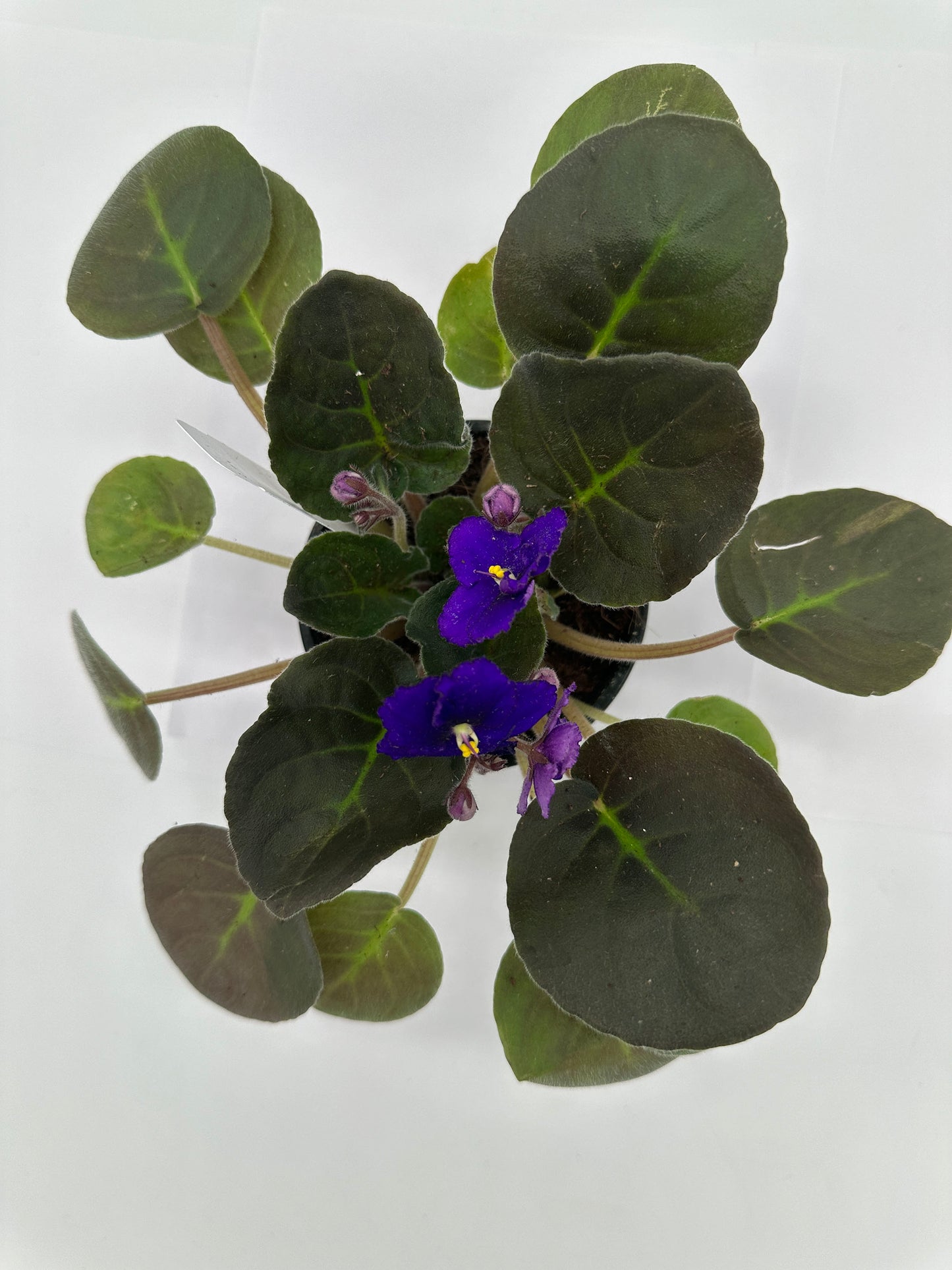 Wisconsin II - Live African Violet 4" - Series: U.S. States