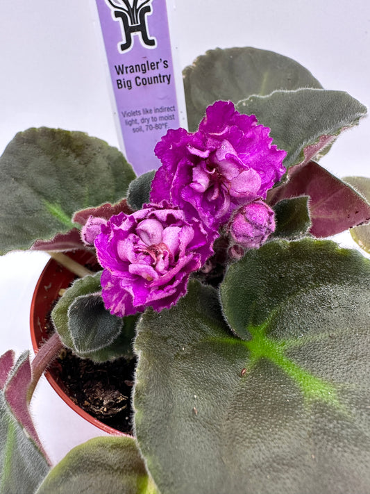 Wrangler's Big Country - Live African Violet 4"