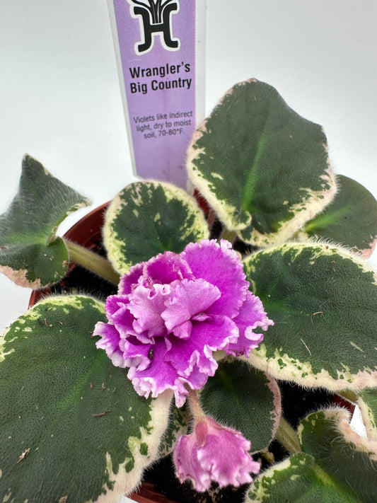 Wrangler's Big Country - Live African Violet 4"