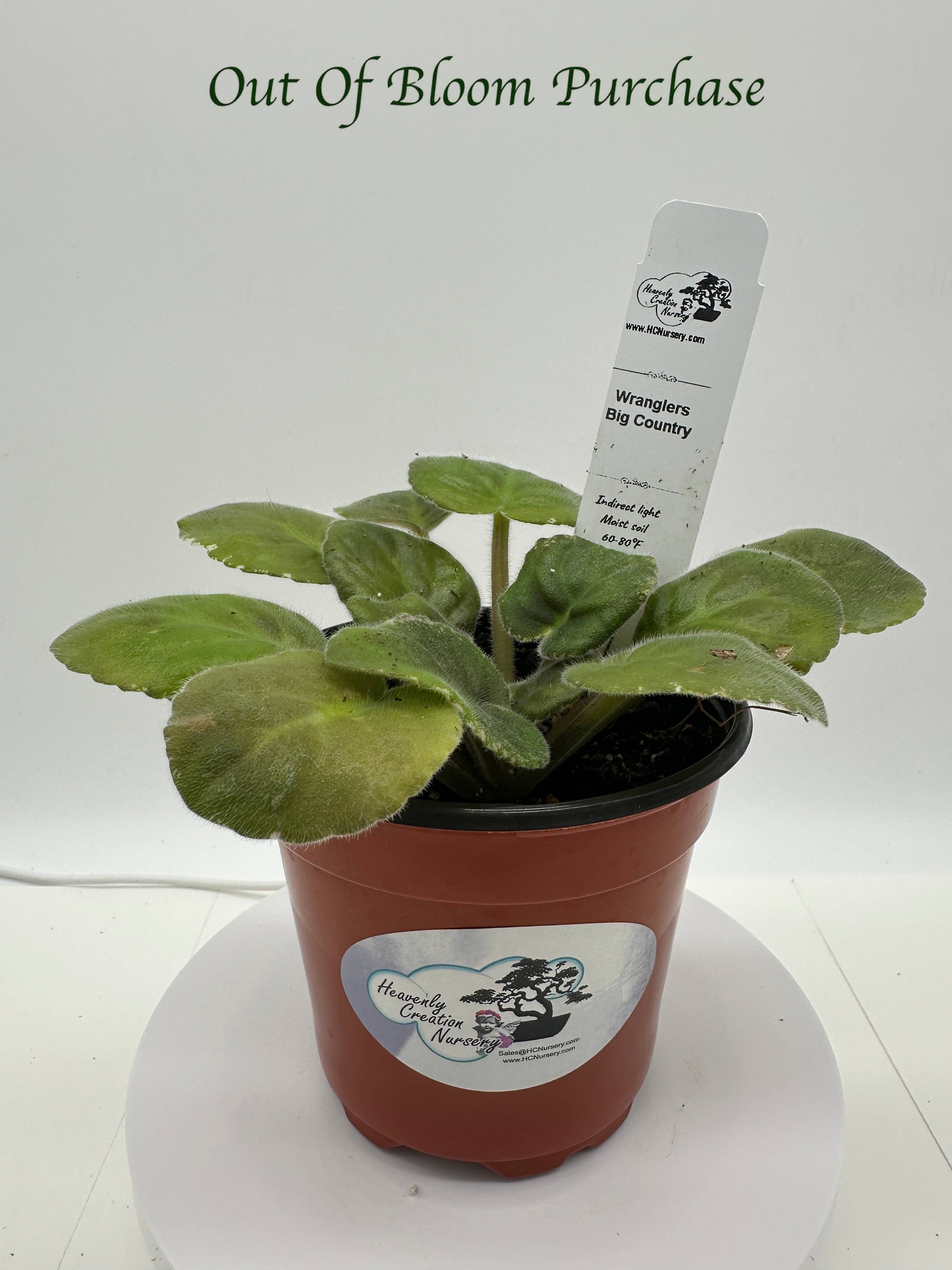 Wrangler's Big Country - Live African Violet 4