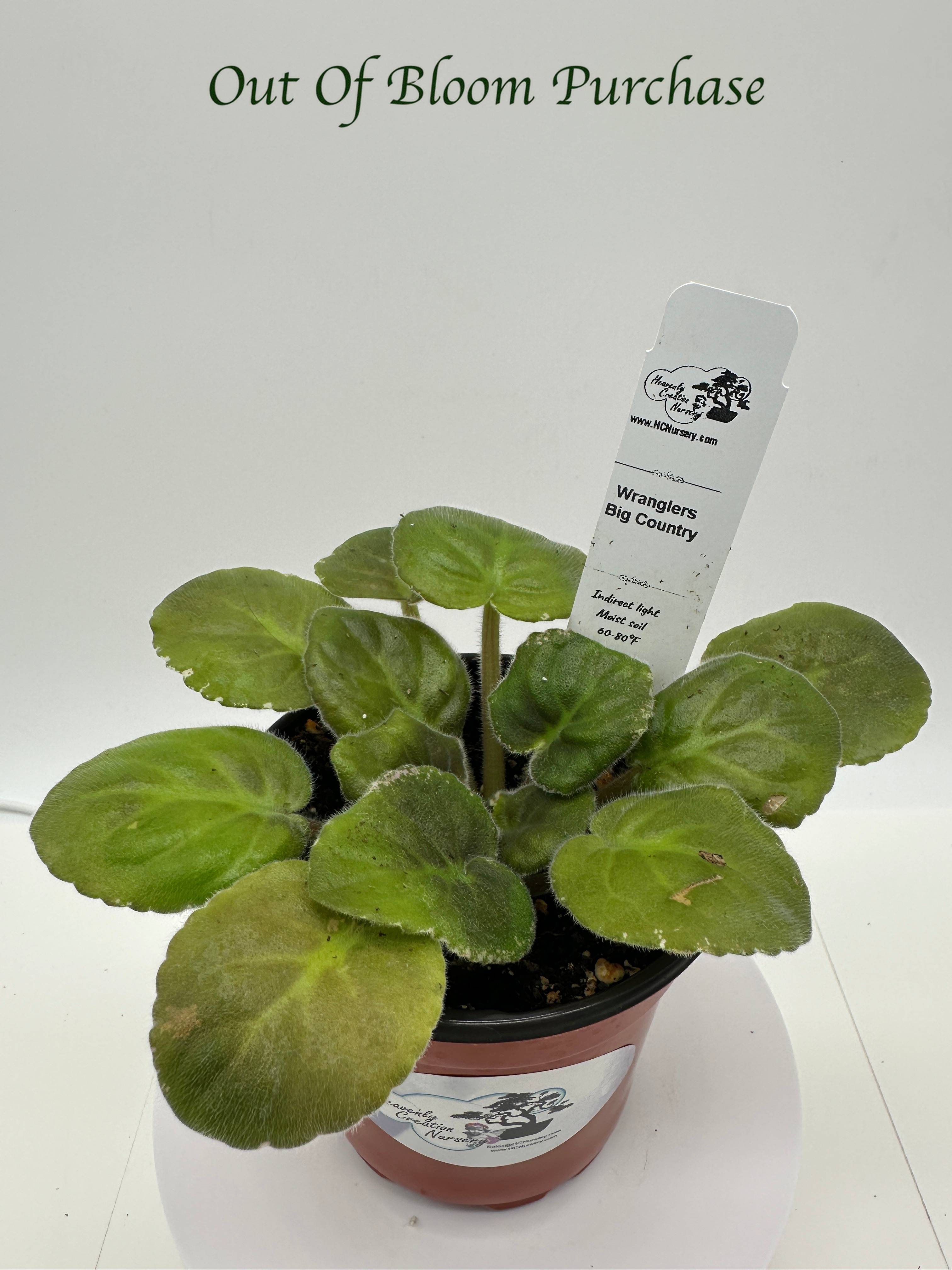 Wrangler's Big Country - Live African Violet 4
