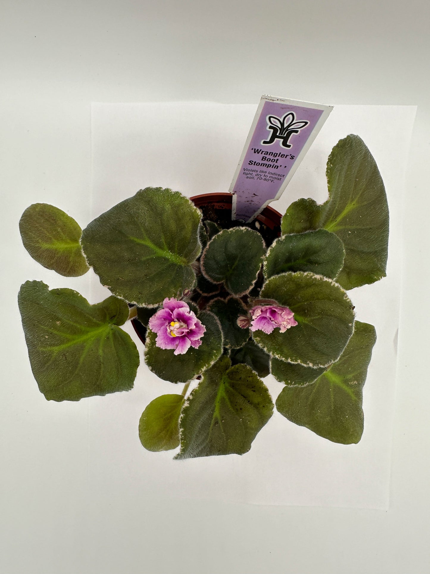 Wrangler's Boot Stompin' - Live African Violet 4"