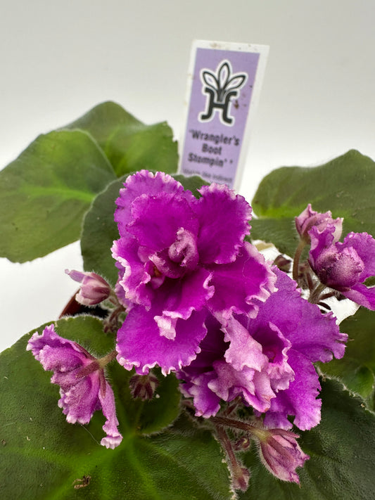 Wrangler's Boot Stompin' - Live African Violet 4"