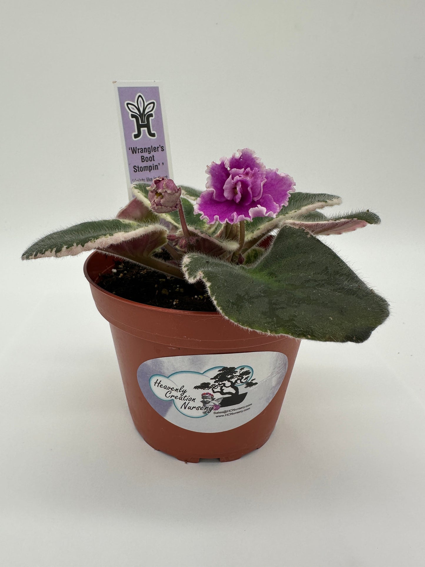 Wrangler's Boot Stompin' - Live African Violet 4"