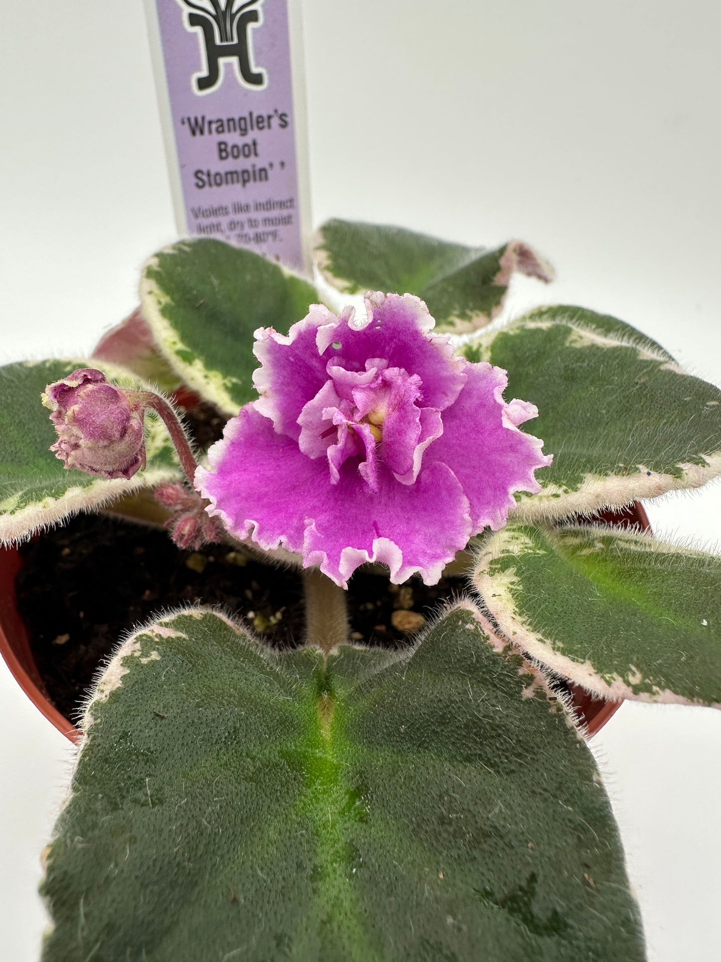 Wrangler's Boot Stompin' - Live African Violet 4"